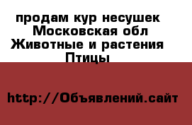 продам кур несушек - Московская обл. Животные и растения » Птицы   